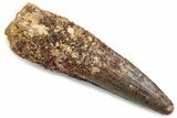 Fossil Spinosaurus Tooth - Real Dinosaur Tooth #381073-1